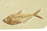 Multiple Fossil Fish Plate (Diplomystus & Knightia) - Wyoming #292358-2